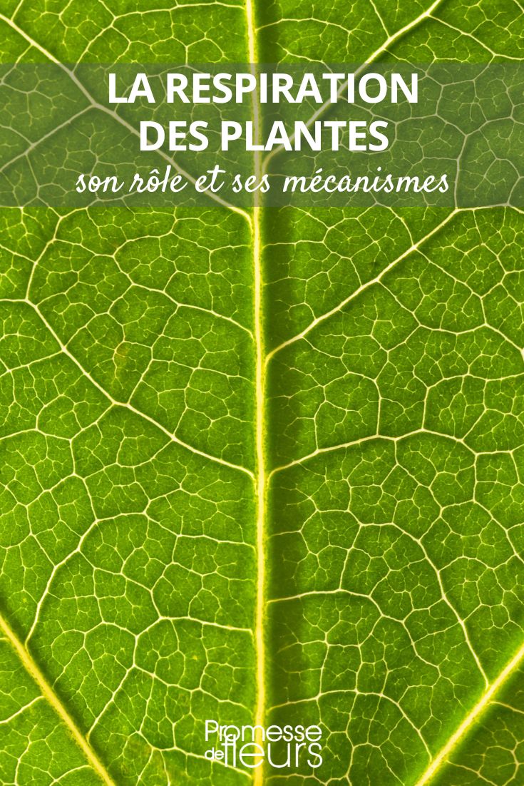 La respiración de las plantas: un proceso complejo y fascinante