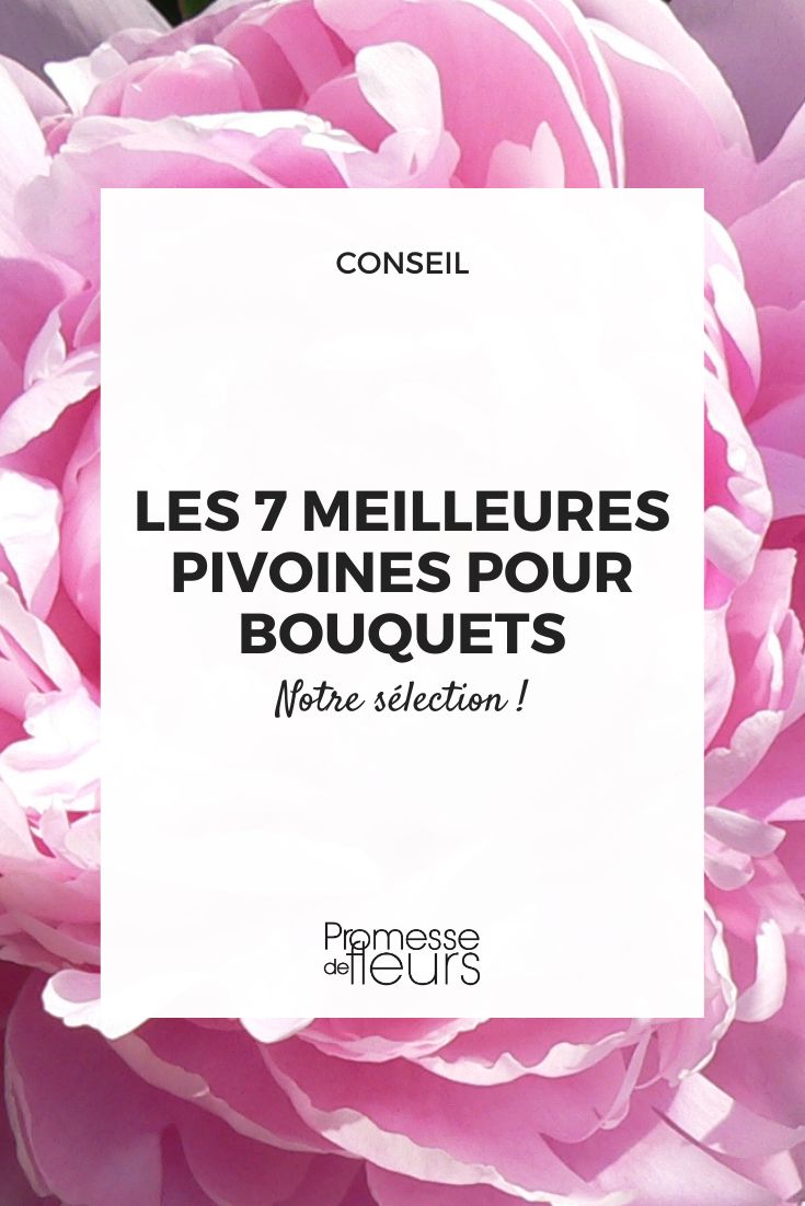 peonía Sarah Bernhardt