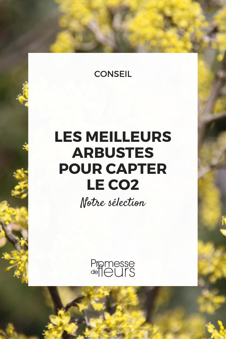 Cornus mas (Cornejo macho)