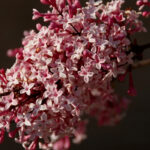 Los mejores Lilo enano: para maceta o Pequeños jardines