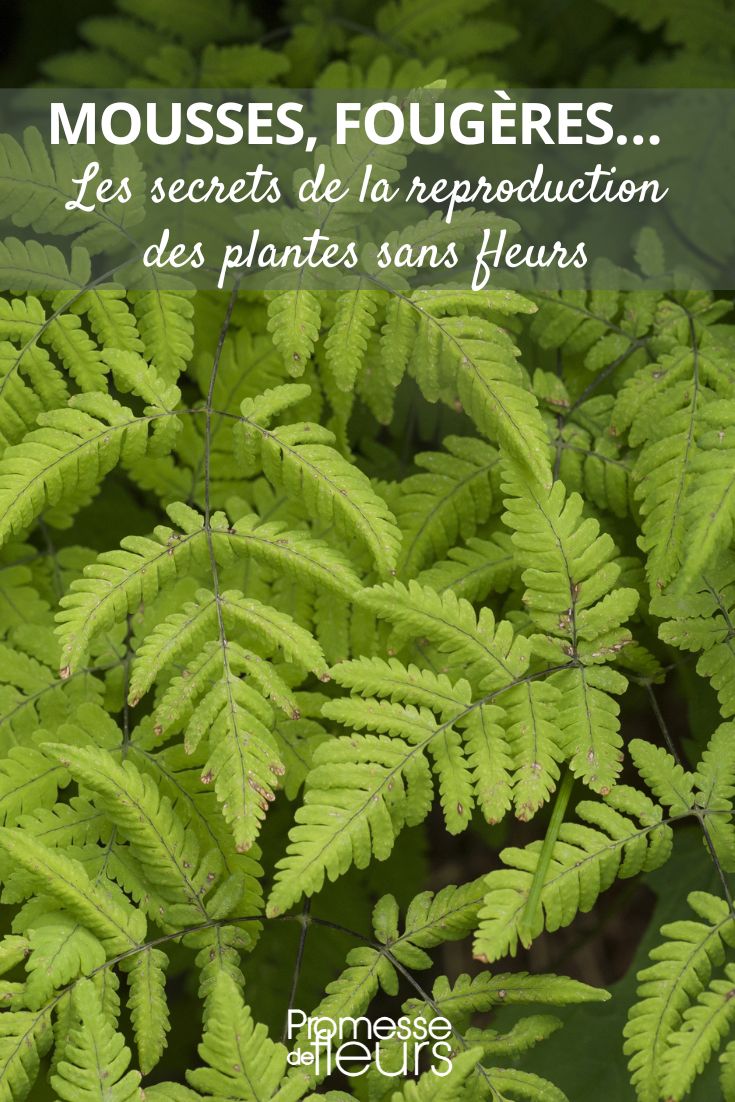 Gymnocarpium Dryopteris / Gymnocarpo Común