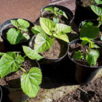 ¿Cómo multiplicar el Paulownia?