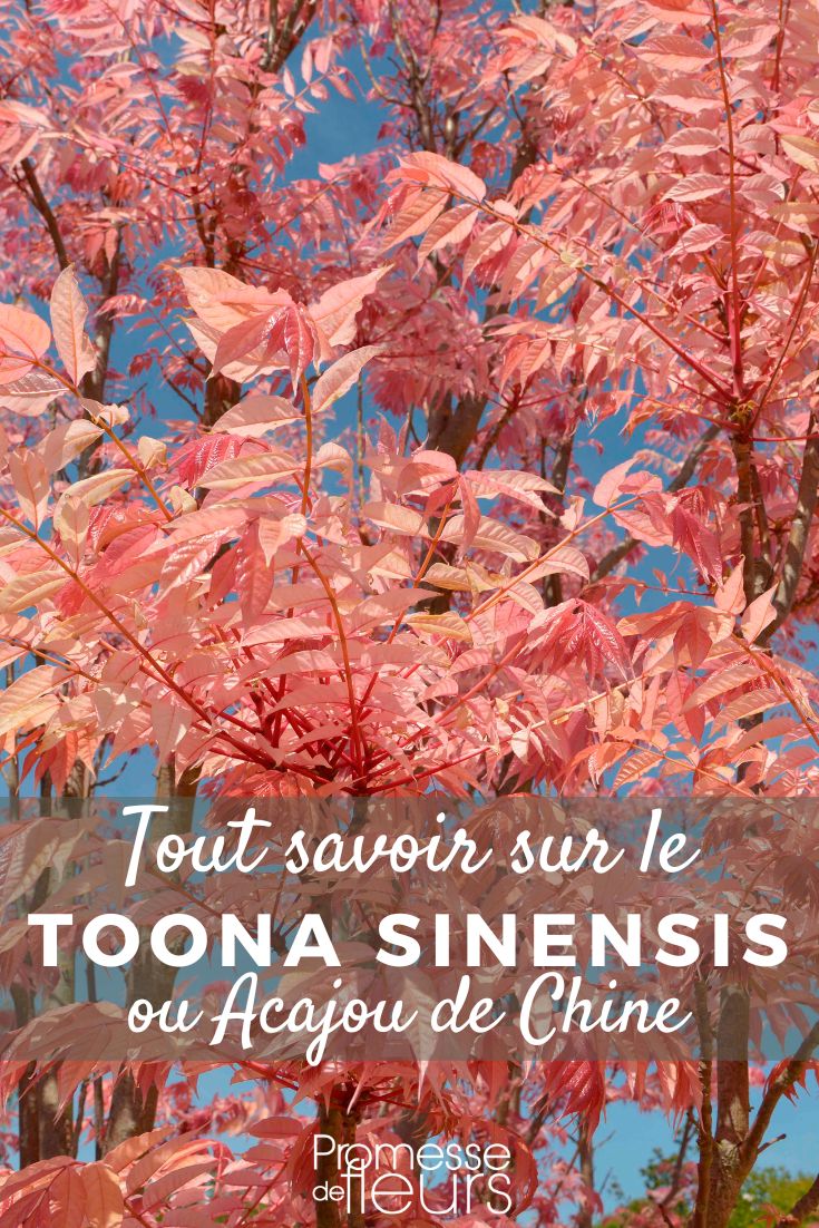 Toona sinensis o Acajou de China: plantar y cultivar
