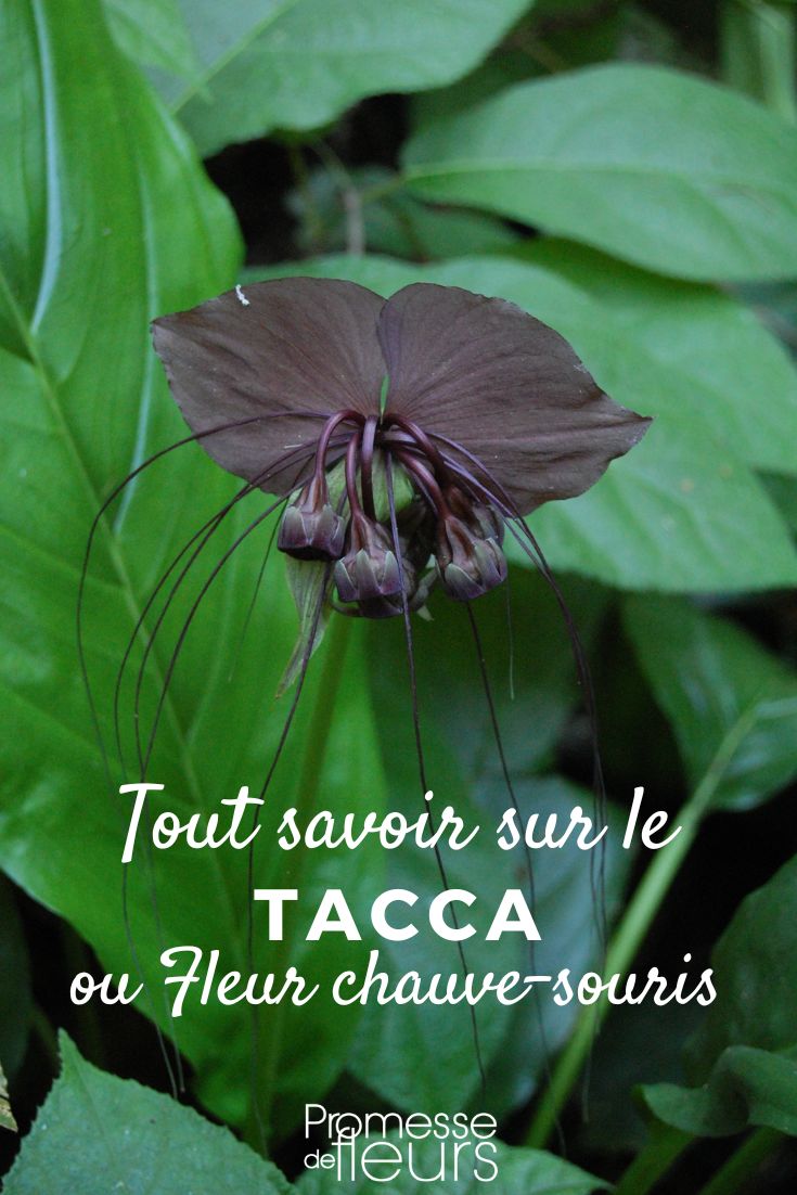 TACCA (traducción directa, ya que es un nombre científico/botánico que no requiere traducción) flor murciélago