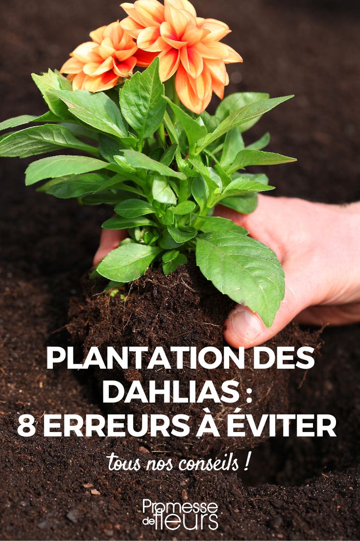 cómo plantar dalias