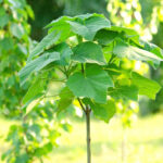 ¿Cómo plantar un Paulownia?