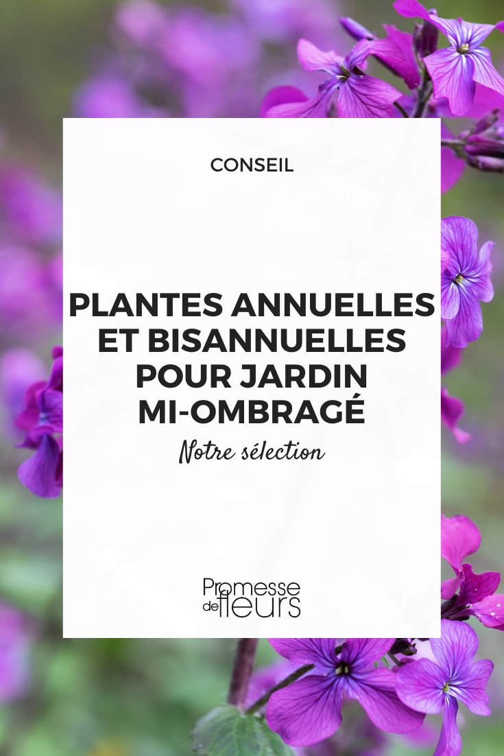 Lunaria annua (Moneda del Papa)