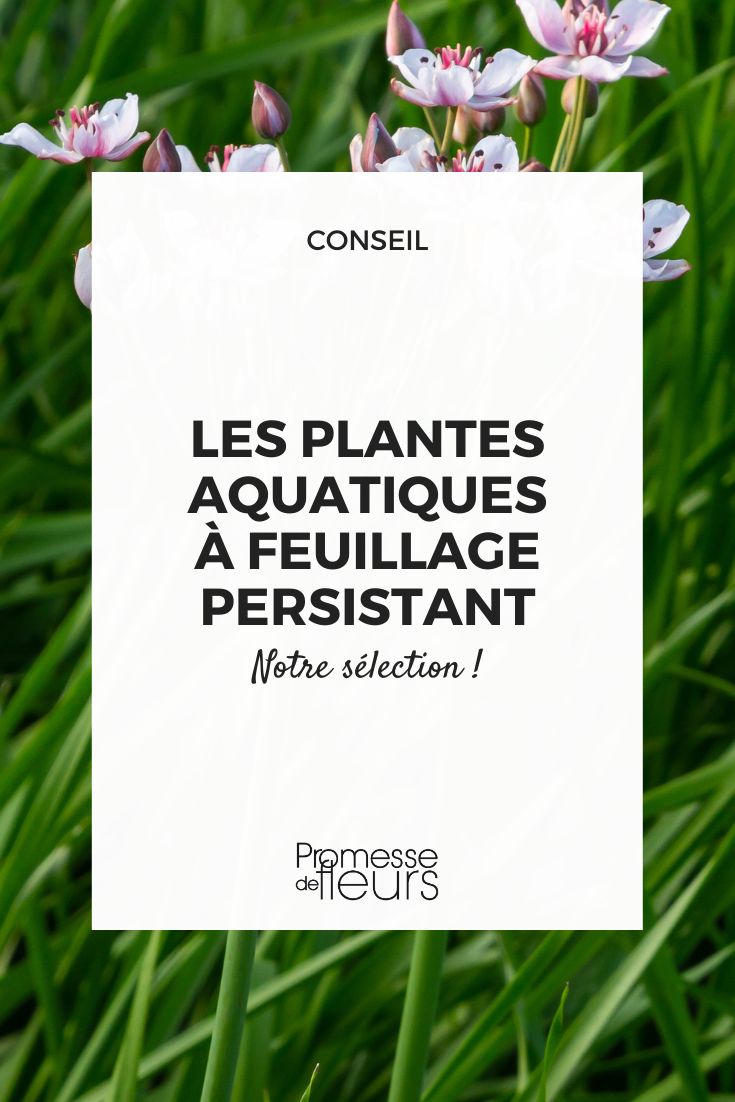 Butomus umbellatus (traducción al español: Butomus umbellatus)  

*Nota: Los nombres científicos de plantas no se traducen, se mantienen en latín en todos los idiomas. Si deseas añadir el nombre común en español, podría ser "Junco florido" o "Lirio de agua".*  

¿Necesitas que desarrolle más contenido sobre esta planta acuática para tu blog de jardinería? Podría incluir detalles sobre sus características, cultivo y usos ornamentales.
