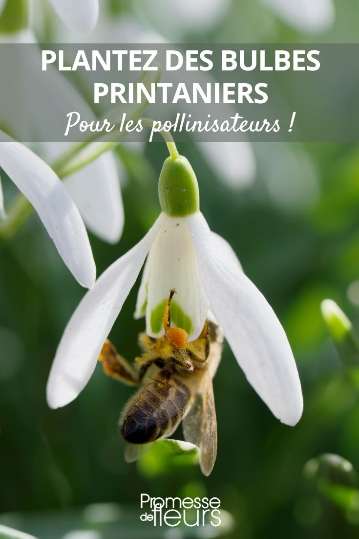 abeja y campanilla de invierno