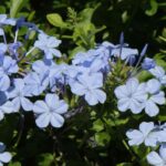 Celestina - Plumbago: cultivo y cuidados