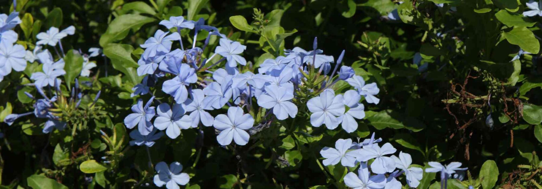 Celestina - Plumbago: cultivo y cuidados