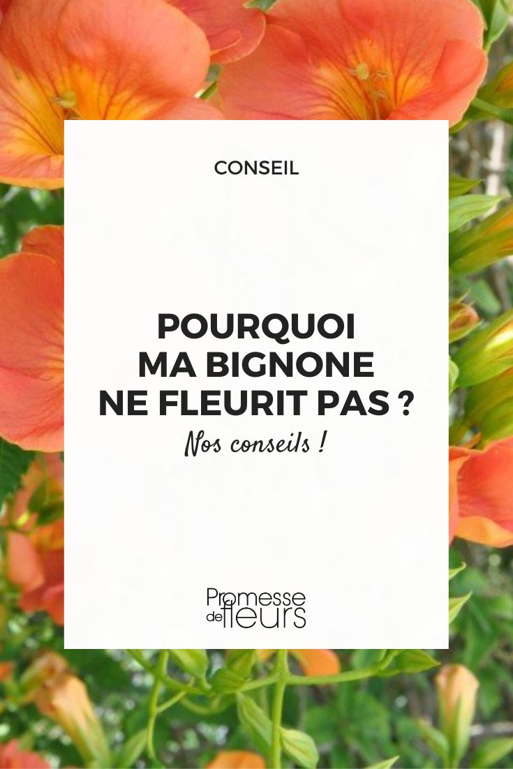 campsis (trompeta de trepadora)