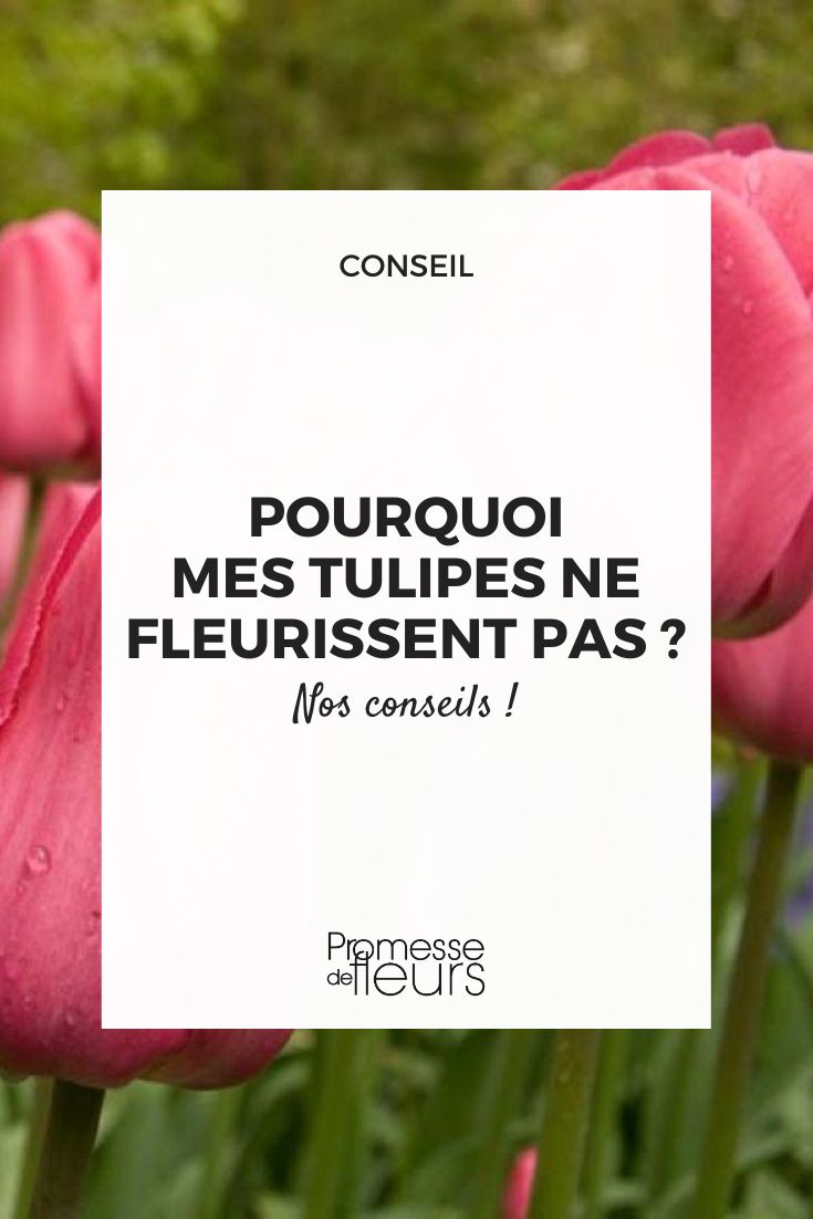 Tulipán triunfo barcelona