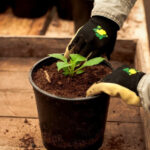 ¿Cómo forzar las dalias para que florezcan antes?