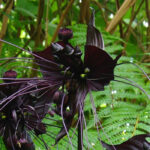 Tacca: plantación, cultivo y cuidados