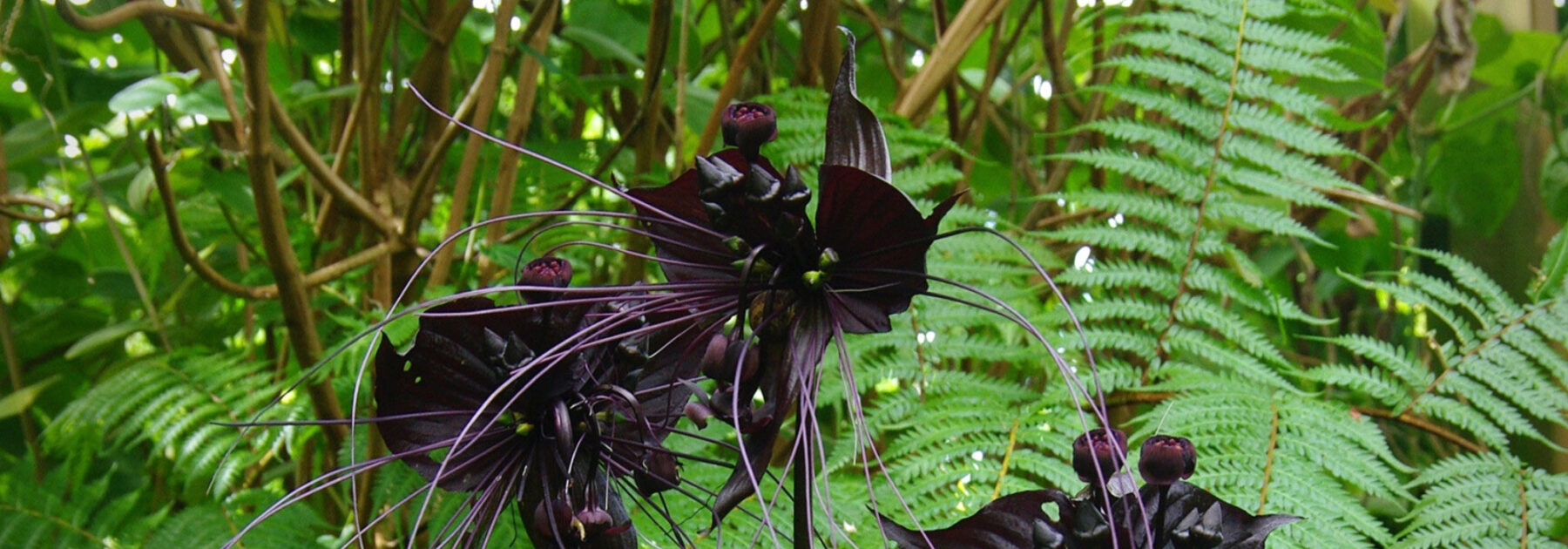 Tacca: plantación, cultivo y cuidados
