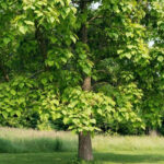 ¿Cómo podar un Catalpa?