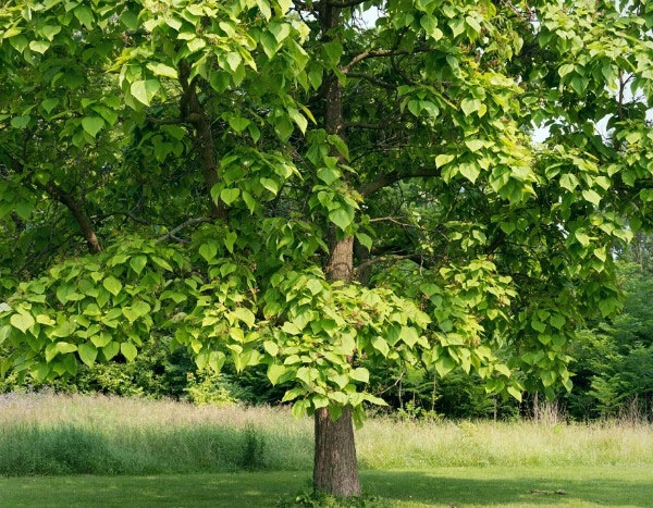 ¿Cómo podar un Catalpa?