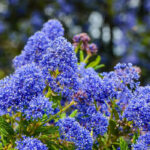 ¡Dale un toque sublime a tu jardín con el azul índigo!