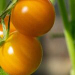 Tomates F1: 9 variedades de lo más top para cosechas sabrosas