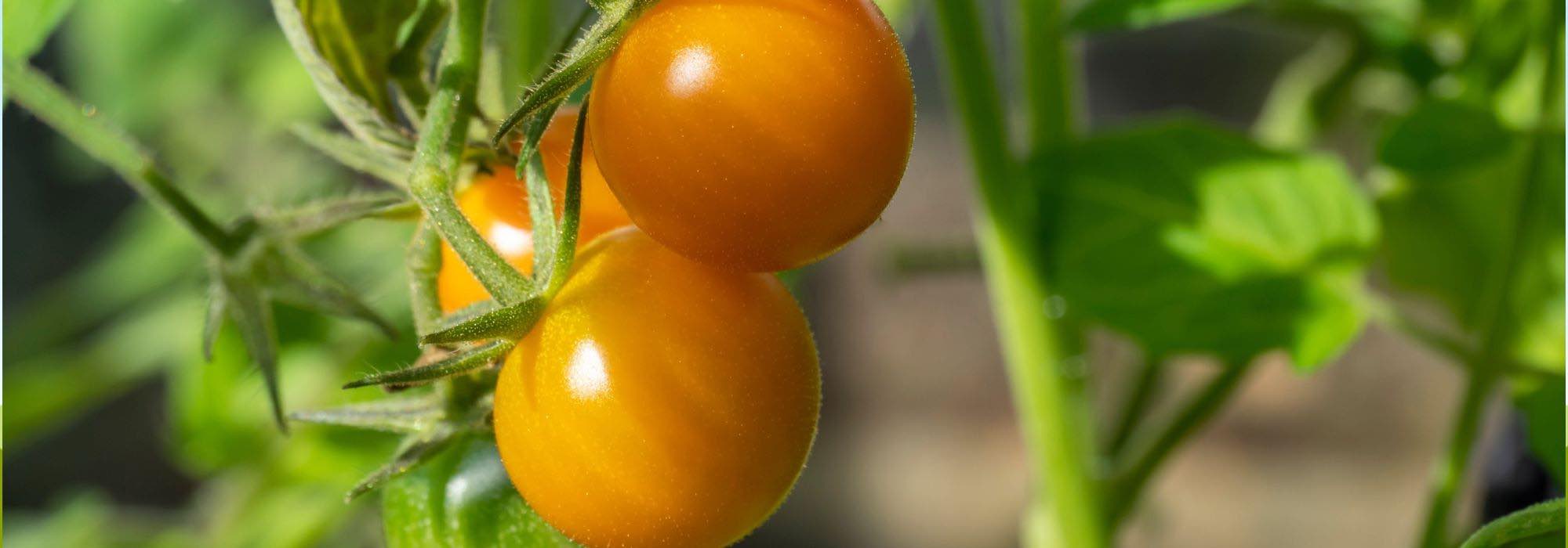 Tomates F1: 9 variedades de lo más top para cosechas sabrosas