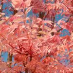 Toona sinensis o Acajú de China: plantar y cultivar