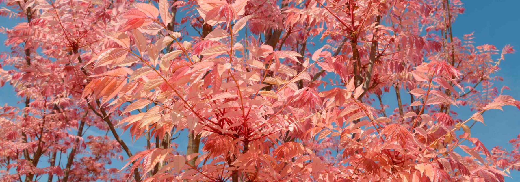 Toona sinensis o Acajú de China: plantar y cultivar