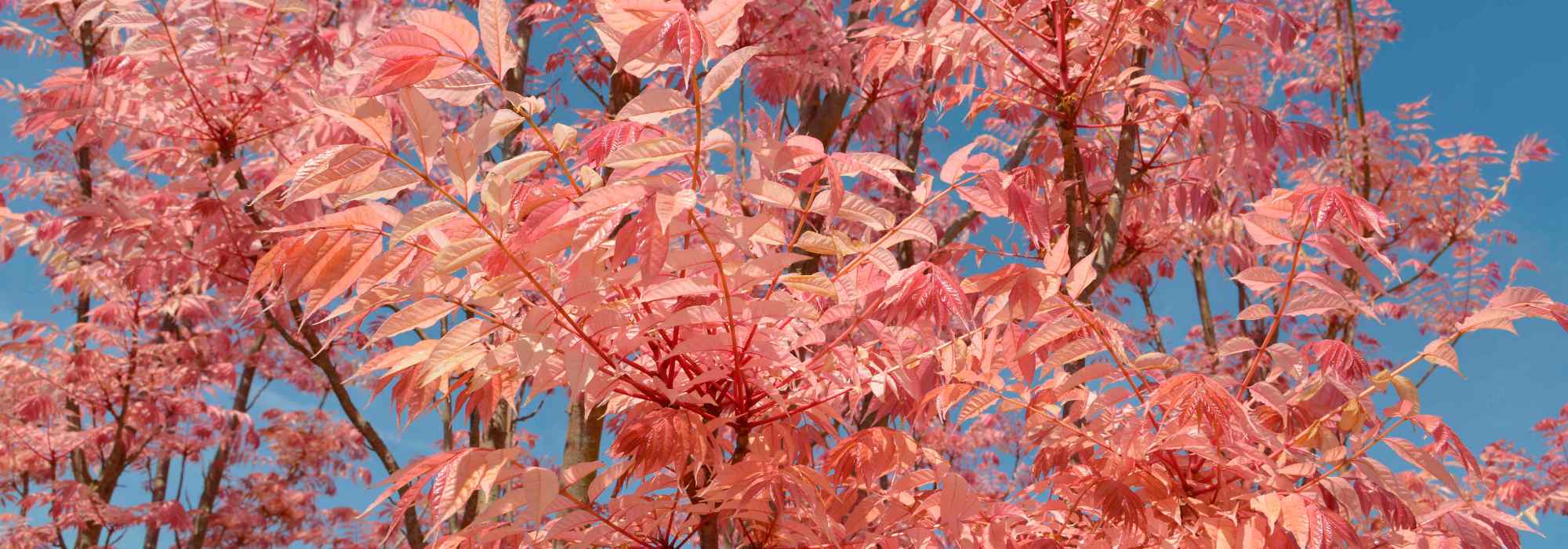Toona sinensis o Acajú de China: cómo plantar y cultivar