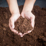 Jardinería sin turba: ¿por qué y cómo preservar este recurso?