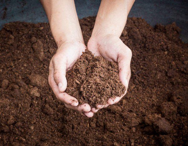 Jardinería sin turba: ¿por qué y cómo preservar este recurso?