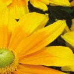 7 plantas anuales con flores amarillas para reactivar tu jardín