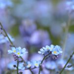 6 plantas anuales o bienales de gran belleza que florecen en media sombra