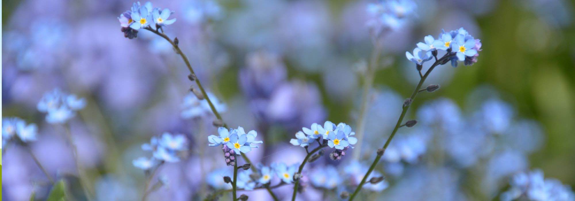 6 plantas anuales o bienales de gran belleza que florecen en media sombra