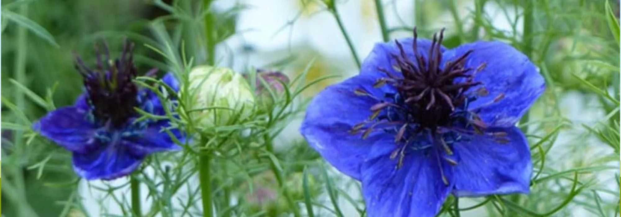 5 plantas anuales para un jardín florido en primavera