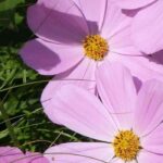 Plantas anuales de flores rosas: ¡delicadeza y frescura en el jardín!