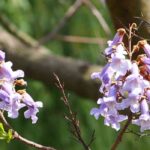 Cambio climático: los árboles más eficaces para atrapar CO2