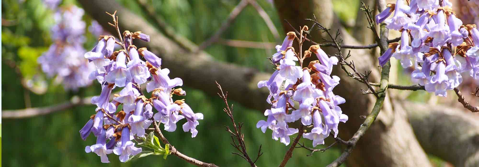 Cambio climático: los árboles más eficaces para atrapar CO2