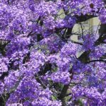 5 ideas bonitas de asociaciones con el Paulownia