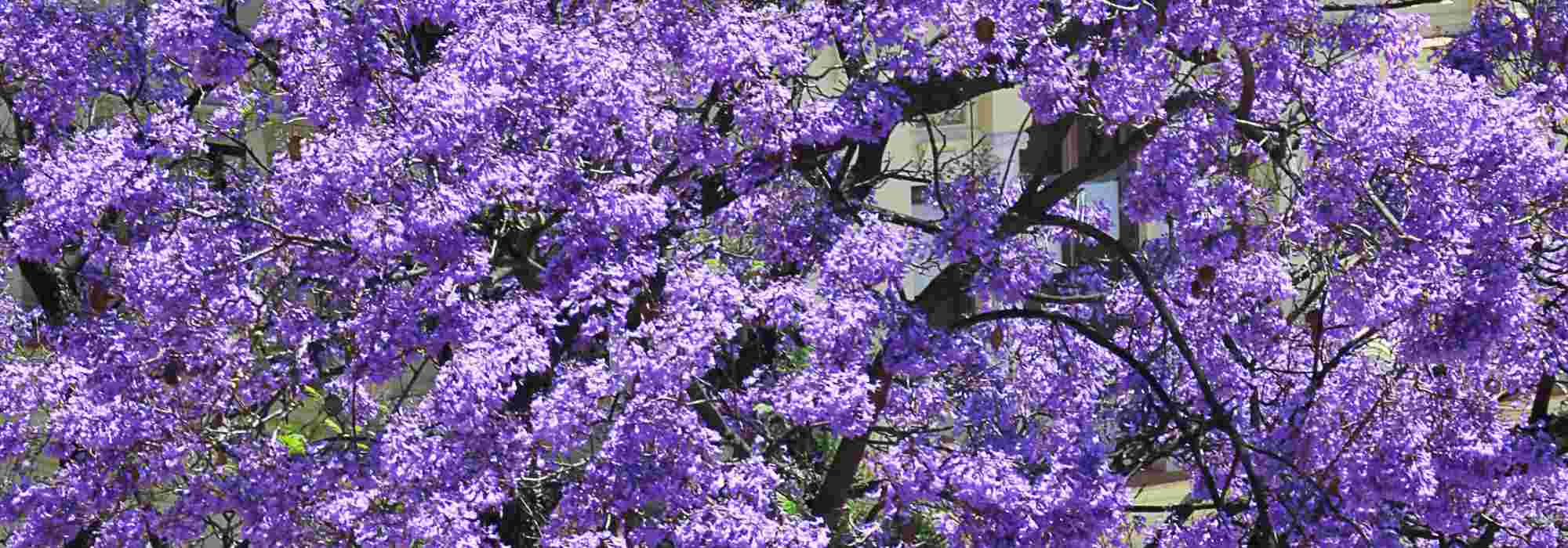 5 ideas bonitas de asociaciones con el Paulownia