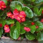 Cultivar la begonia en maceta para una floración espectacular