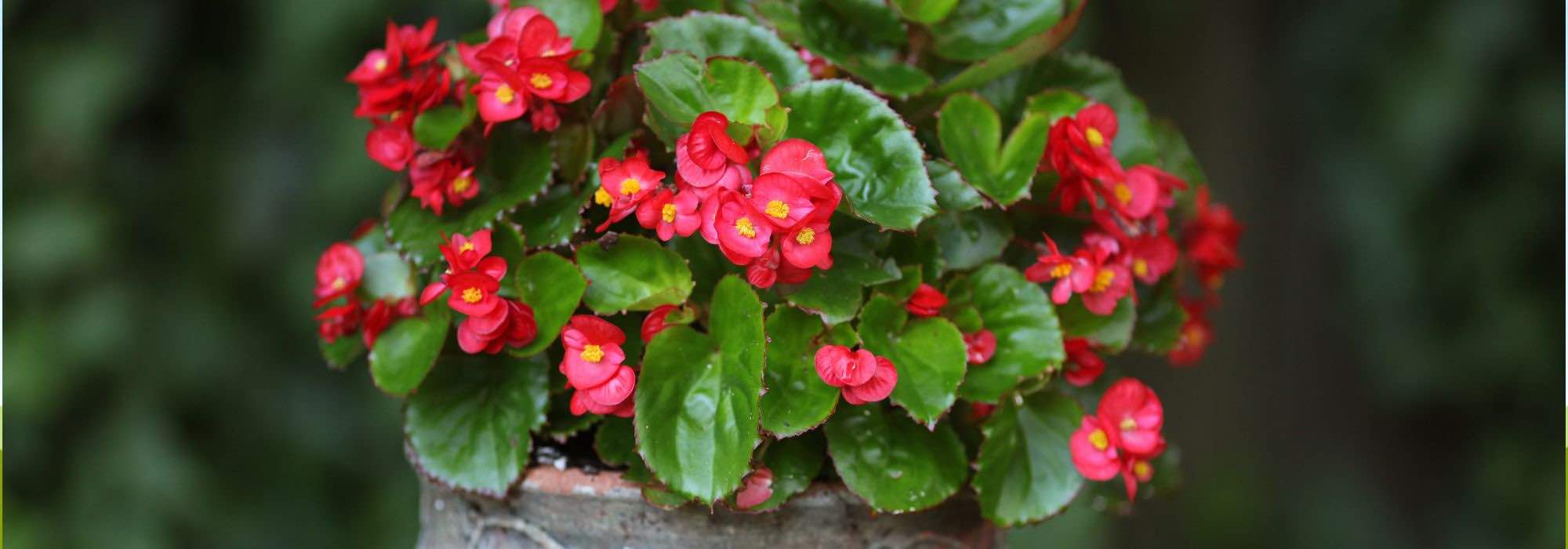 Cultivar la begonia en maceta para una floración espectacular