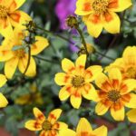 Cultivar Bidens en maceta para floretes vibrantes