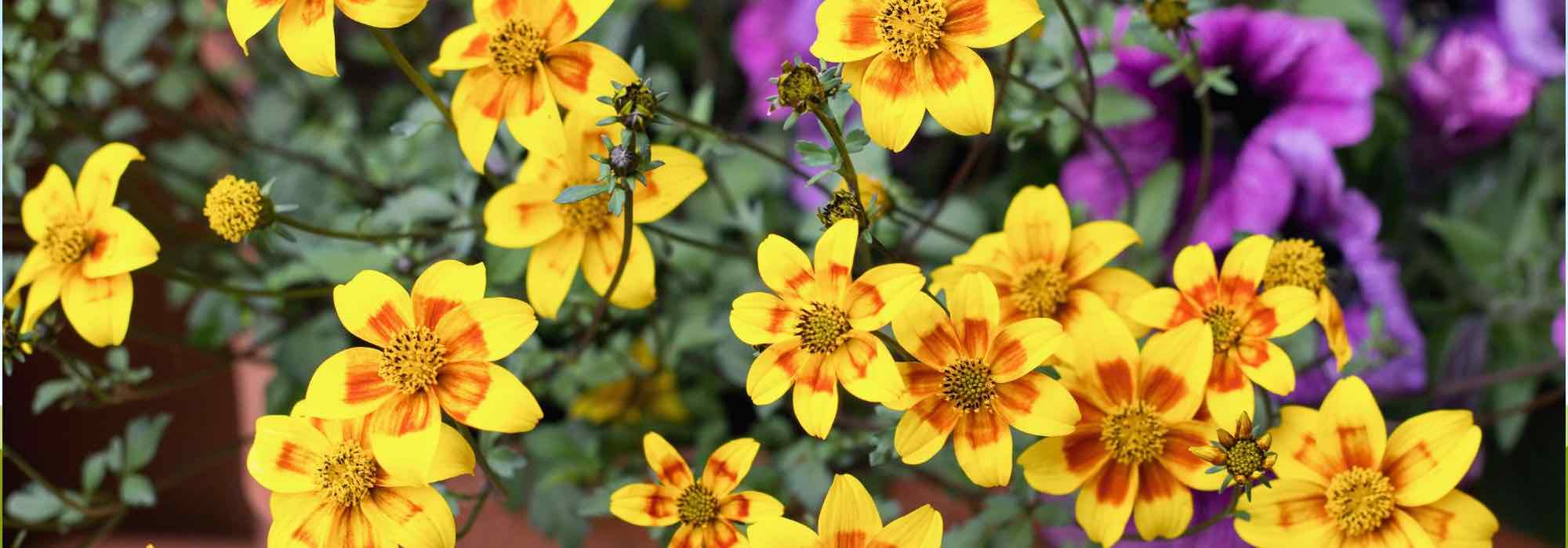 Cultivar Bidens en maceta para floretes vibrantes