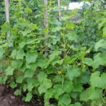 Pepino en el huerto: ¿cómo cultivarlos en Vertical?