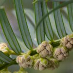 7 coníferas para iluminar los espacios sombríos