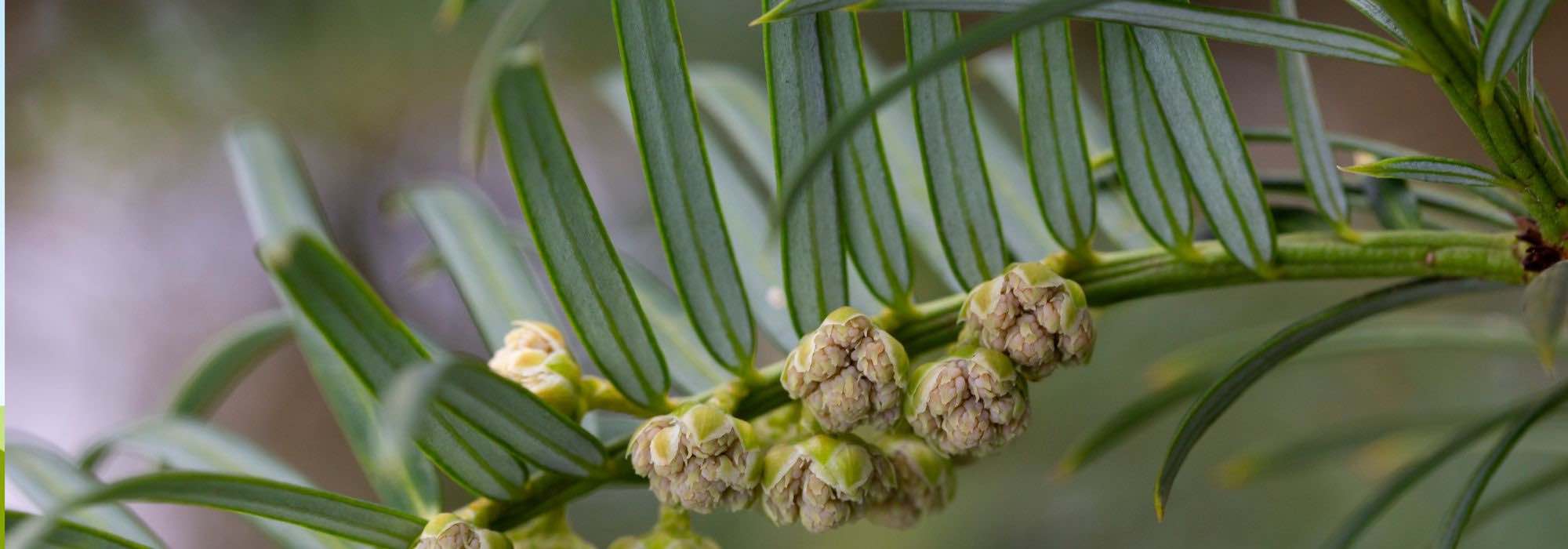 7 coníferas para iluminar los espacios sombríos