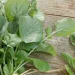 Cultivar berro en macetas en tu balcón