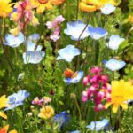 ¿Y si montaras un jardín de <em>flor cortada</em> inspirado en las granjas florales?