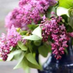 Lilas perfumados: cómo forzar la floración para ramos irresistibles