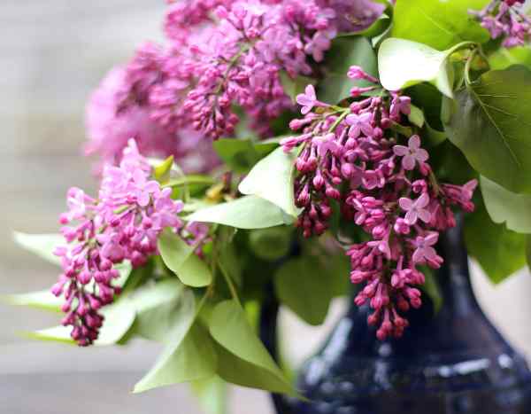 Lilas perfumados: cómo forzar la floración para ramos irresistibles